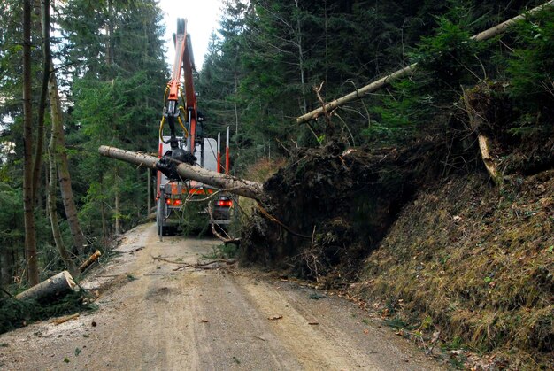 Construcția drumurilor pentru zone de exploatare forestieră: acces durabil
