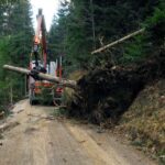 Drumurile forestiere și transportul lemnului: acces și eficiență